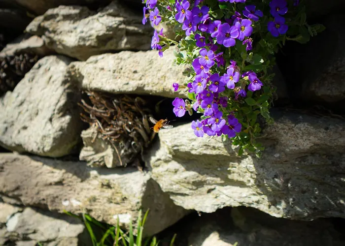 בית נופש Bessyboot